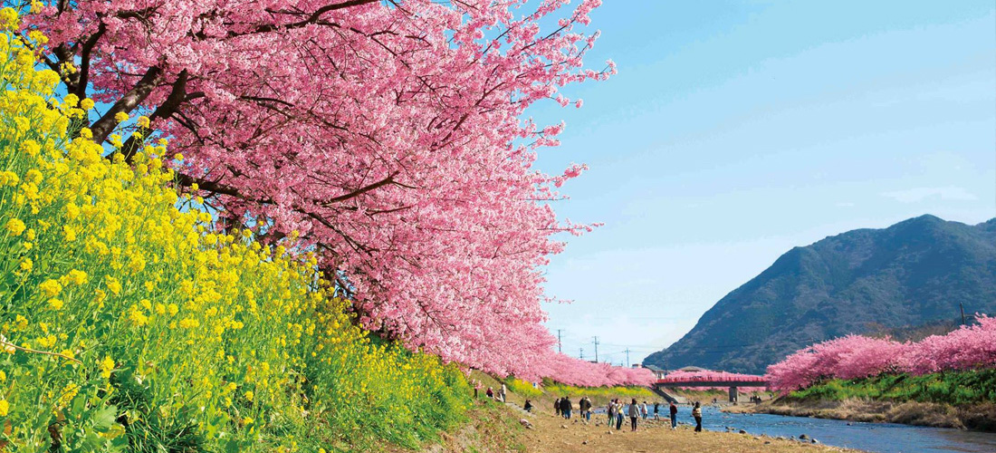 伊豆半島春之篇章7日