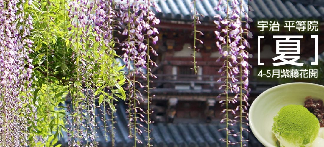 京都宇治平等院紫藤花