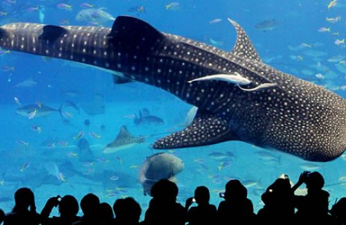 沖繩美ら海水族館
