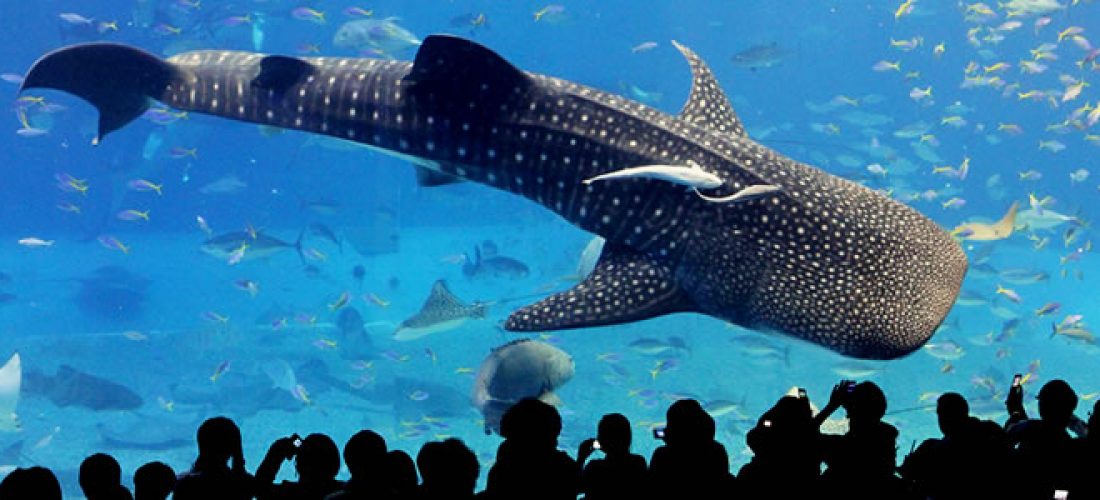 沖繩美ら海水族館