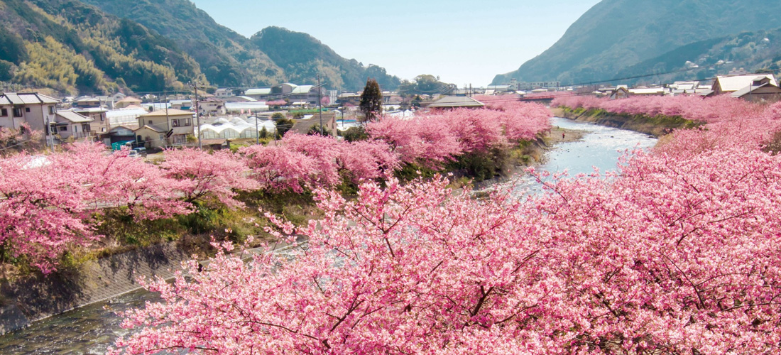 靜岡 伊豆半島 河津櫻