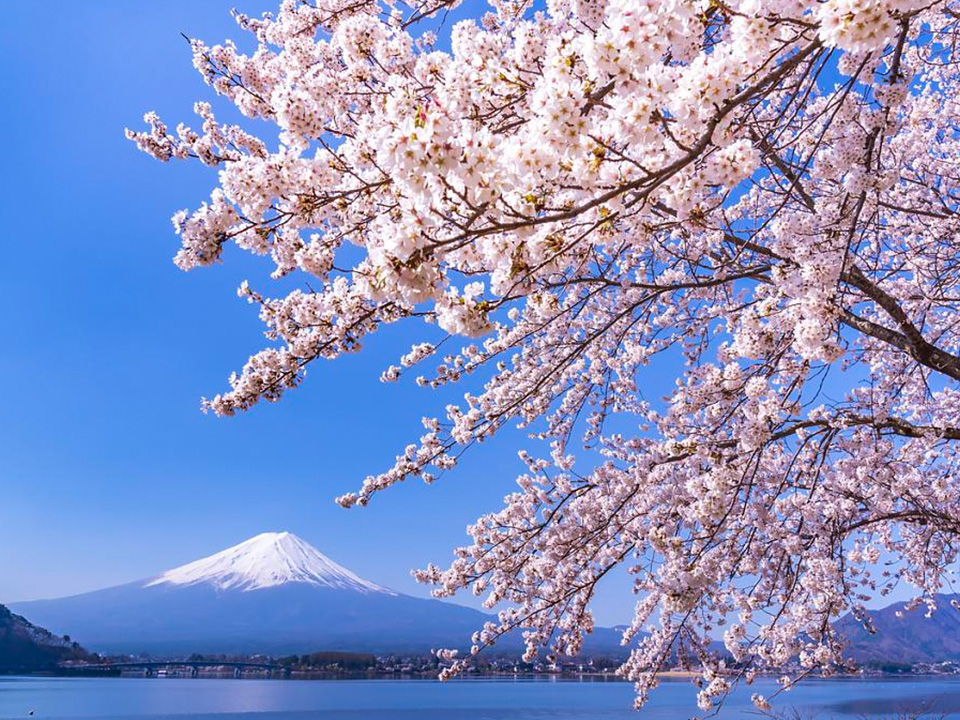 山梨富士五湖櫻花